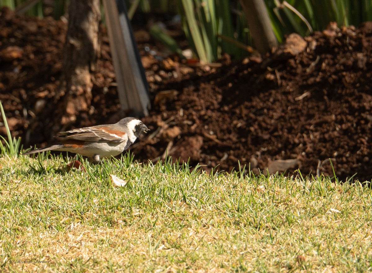 Cape Sparrow - ML646619235