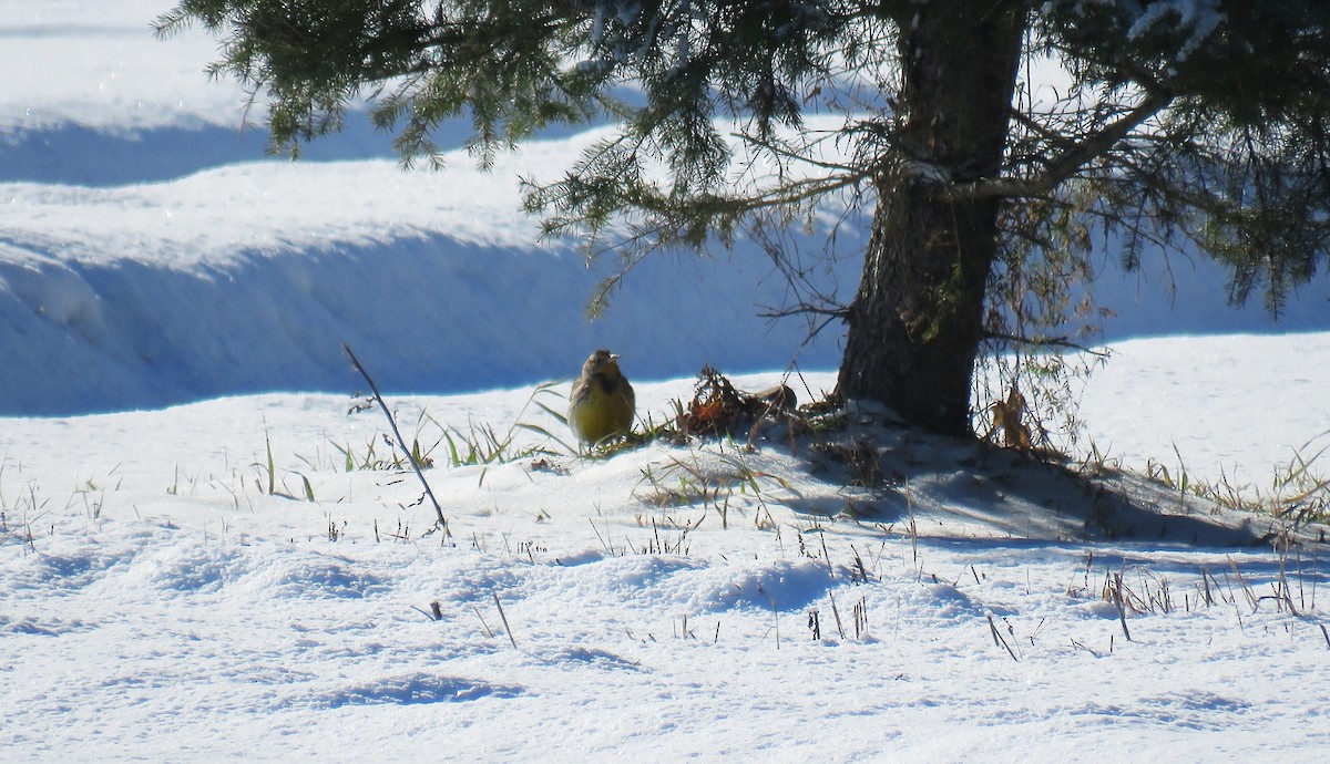 Western Meadowlark - ML646619236