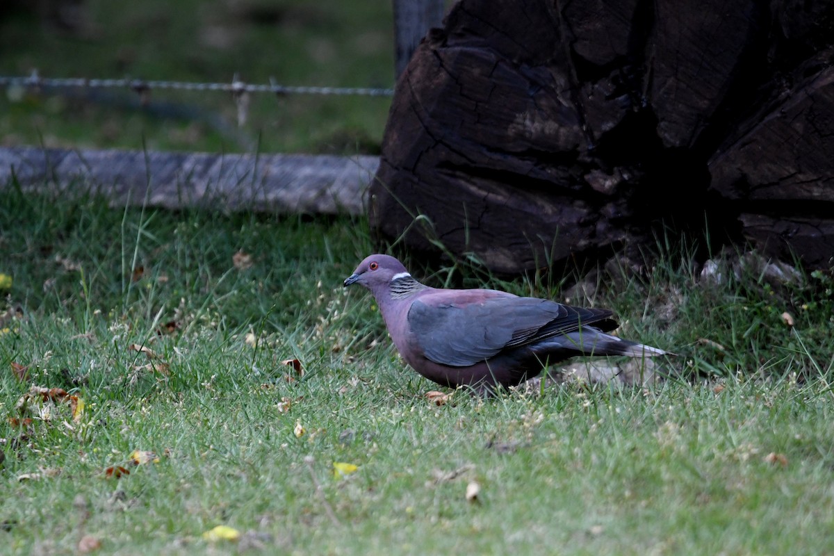 holub chilský - ML646619237