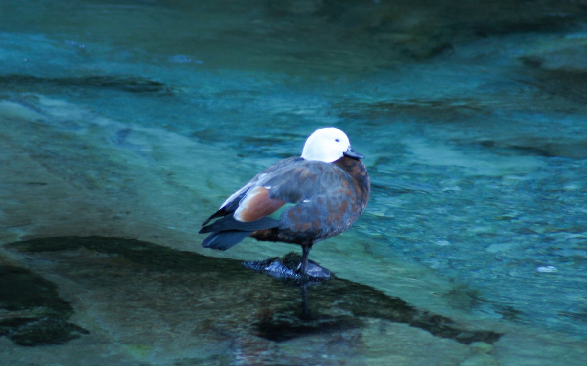 Paradise Shelduck - ML646619239