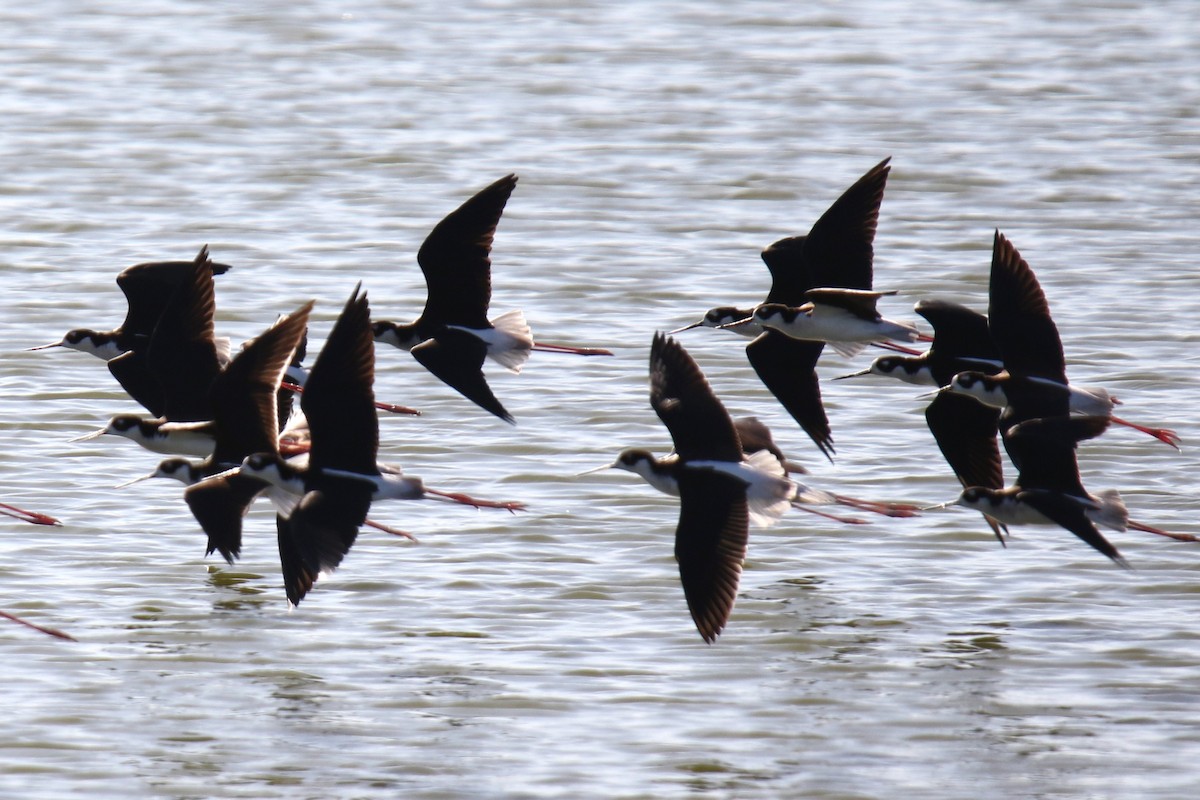 Black-necked Stilt (Black-necked) - ML646619240