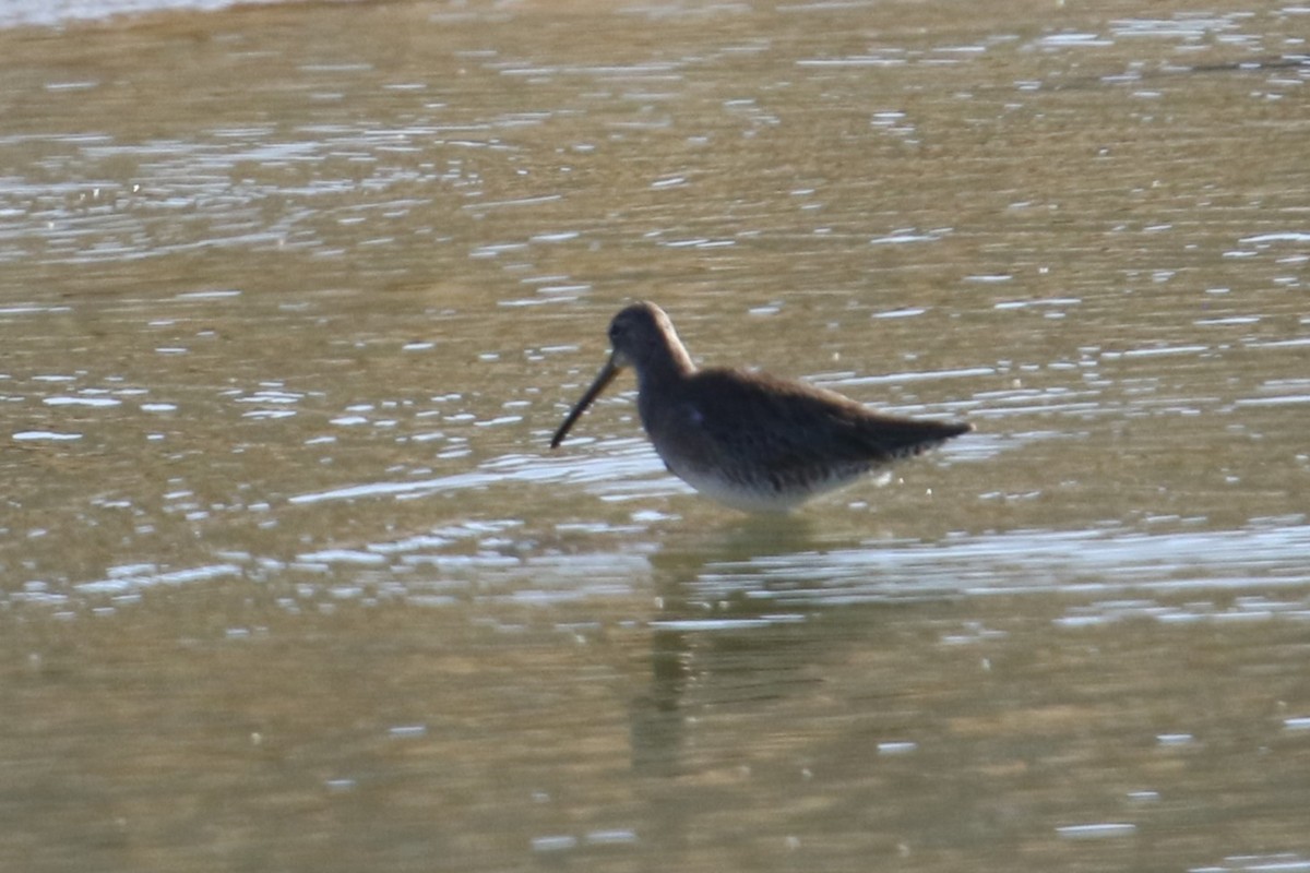 Хараалжин цууцил - ML646619242