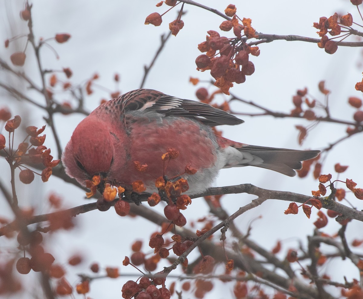 Tayga Çütresi - ML646619243