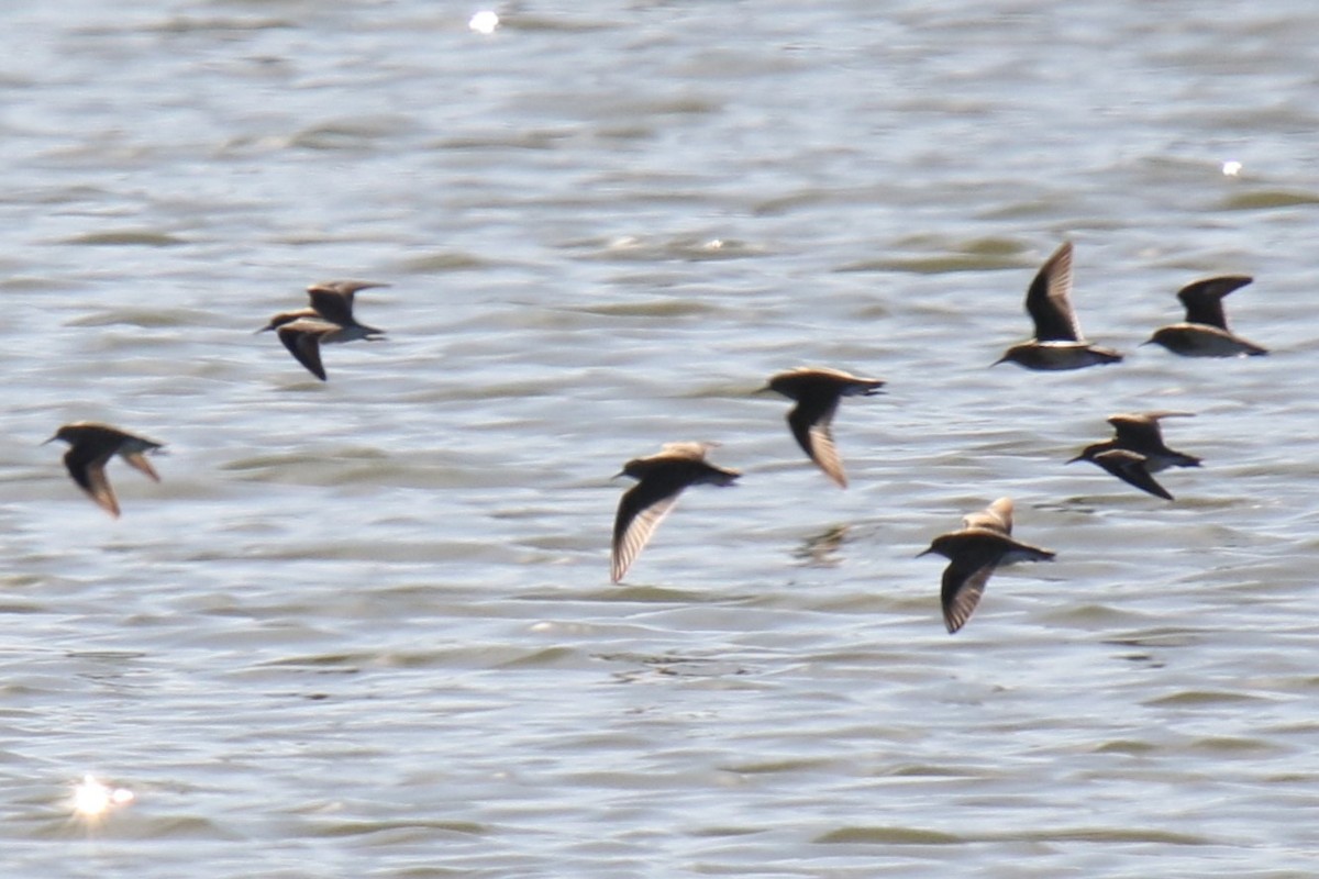 Least Sandpiper - ML646619244