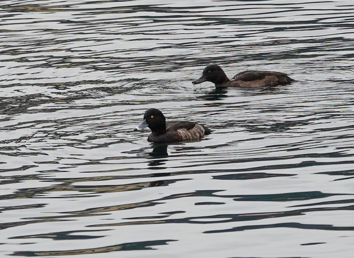 キンクロハジロ - ML646619245