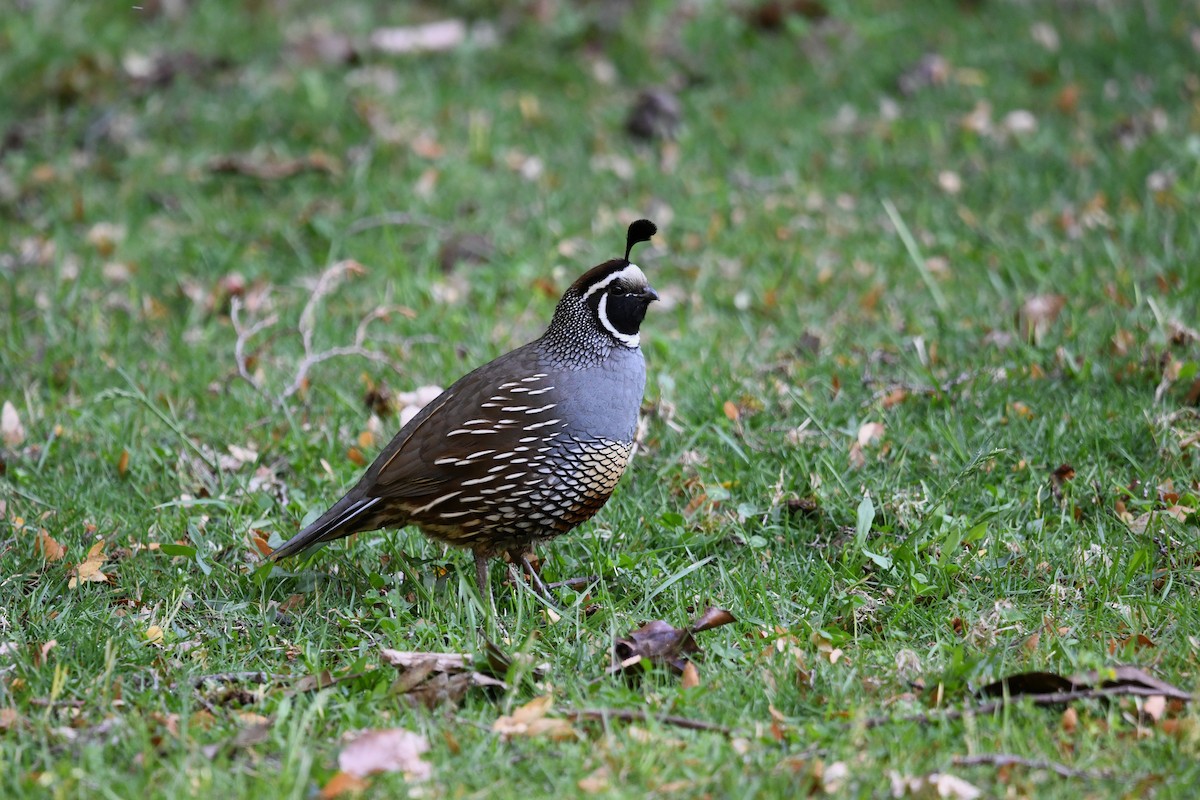 křepel kalifornský - ML646619246