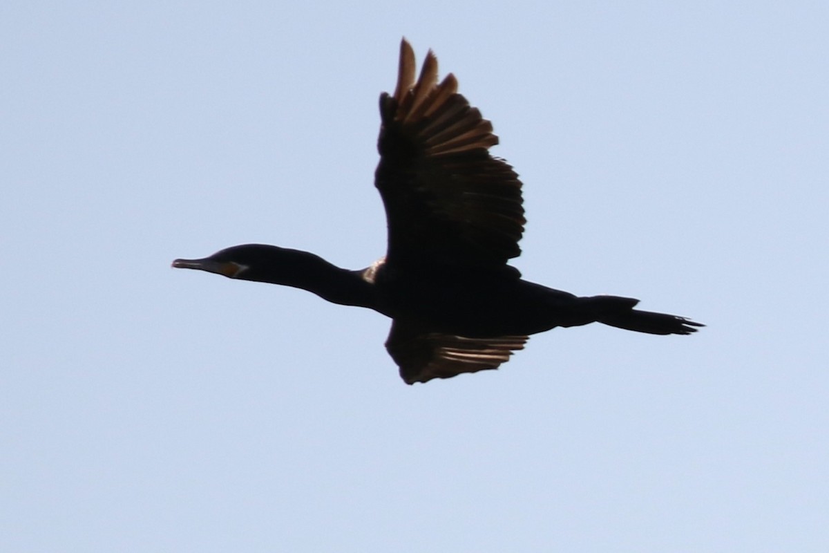 Neotropic Cormorant - ML646619248