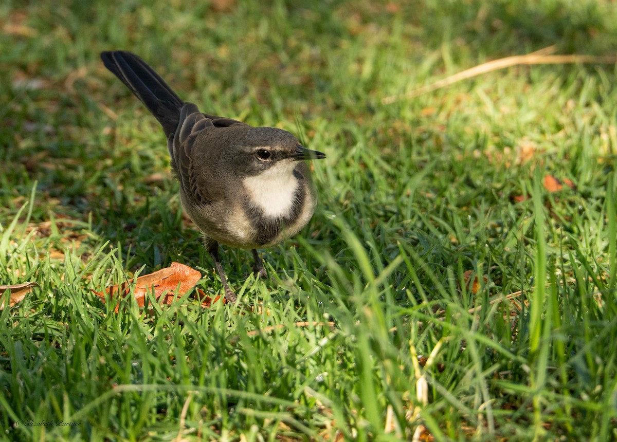 Cape Wagtail - ML646619249