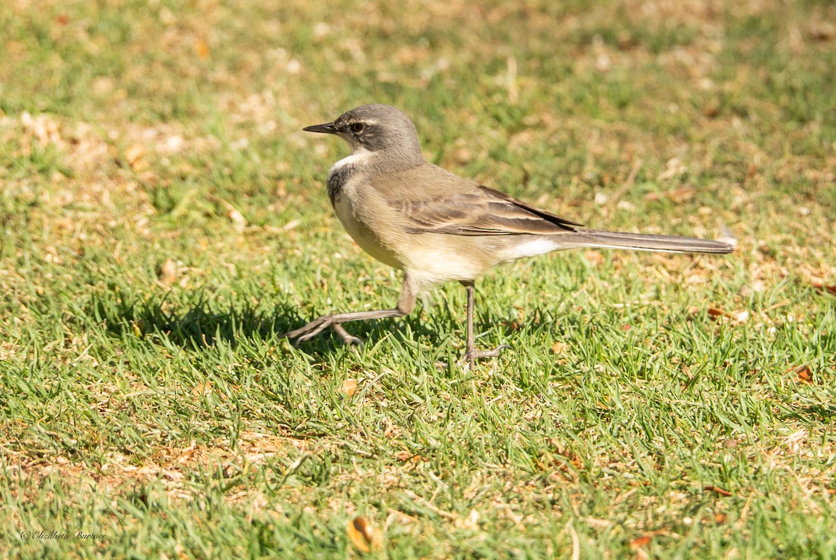 Cape Wagtail - ML646619250