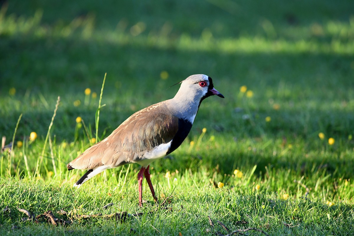 čejka jihoamerická - ML646619251