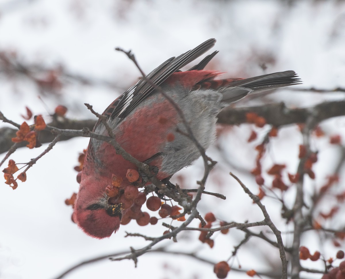 Tayga Çütresi - ML646619252