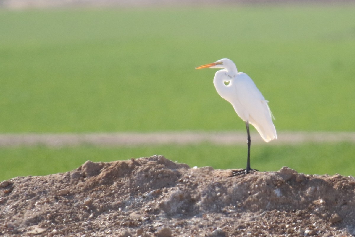 Great Egret (American) - ML646619253