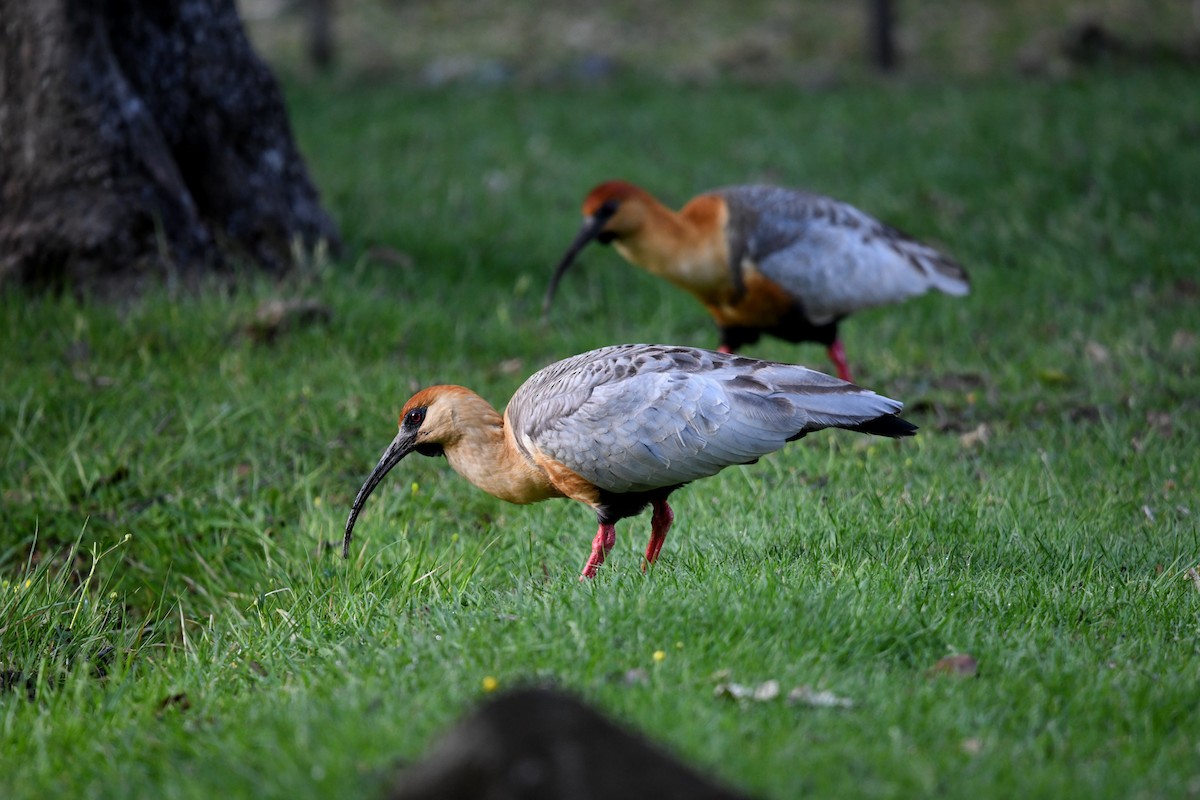 ibis laločnatý - ML646619254