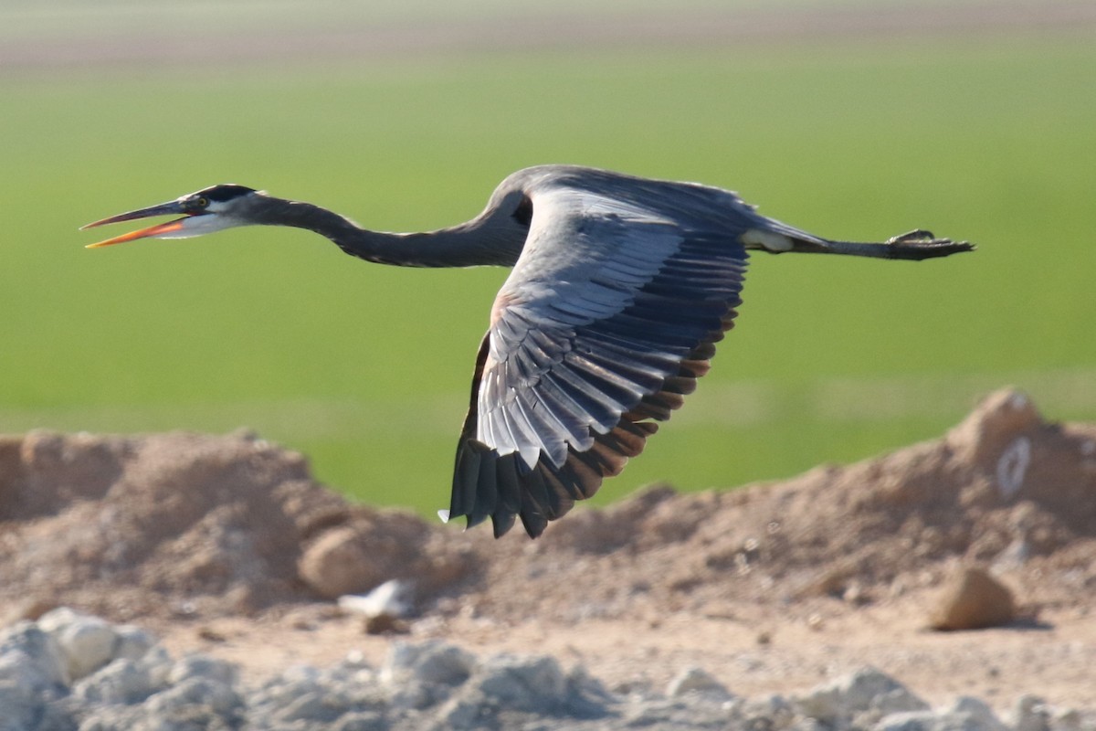 Great Blue Heron (Great Blue) - ML646619257