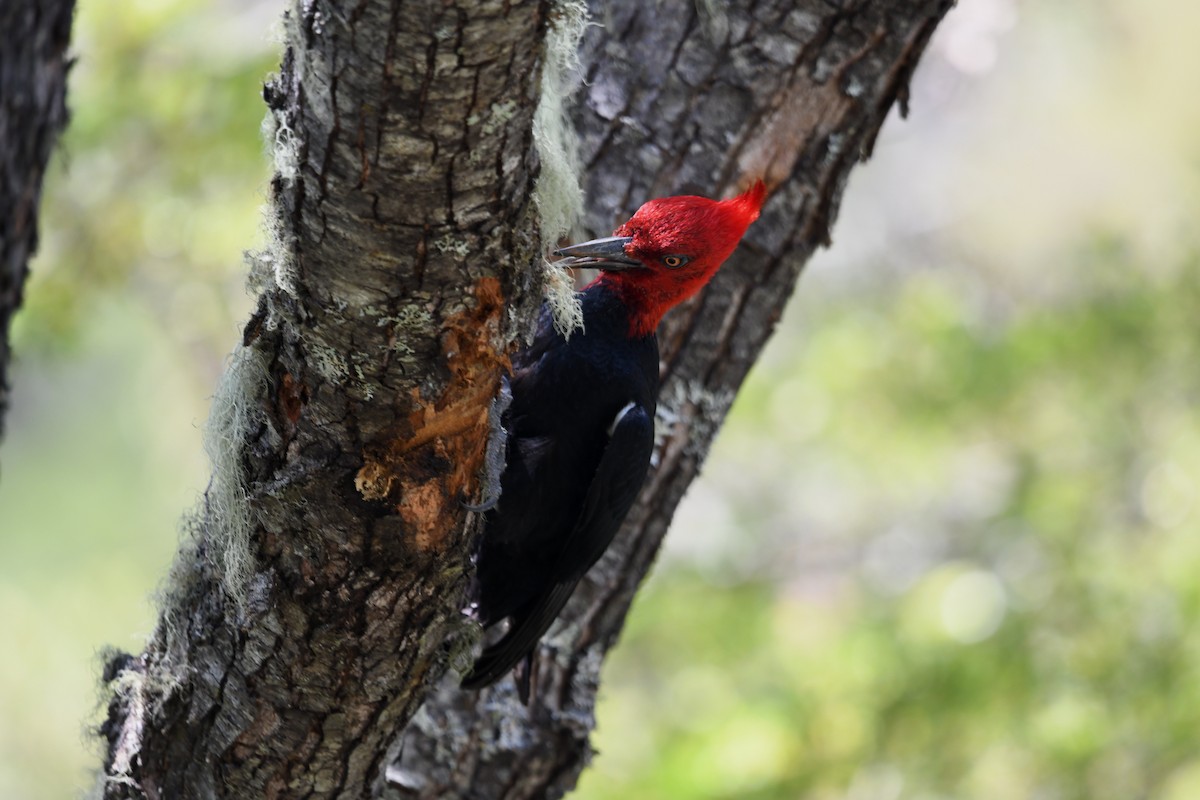 datel magellanský - ML646619258