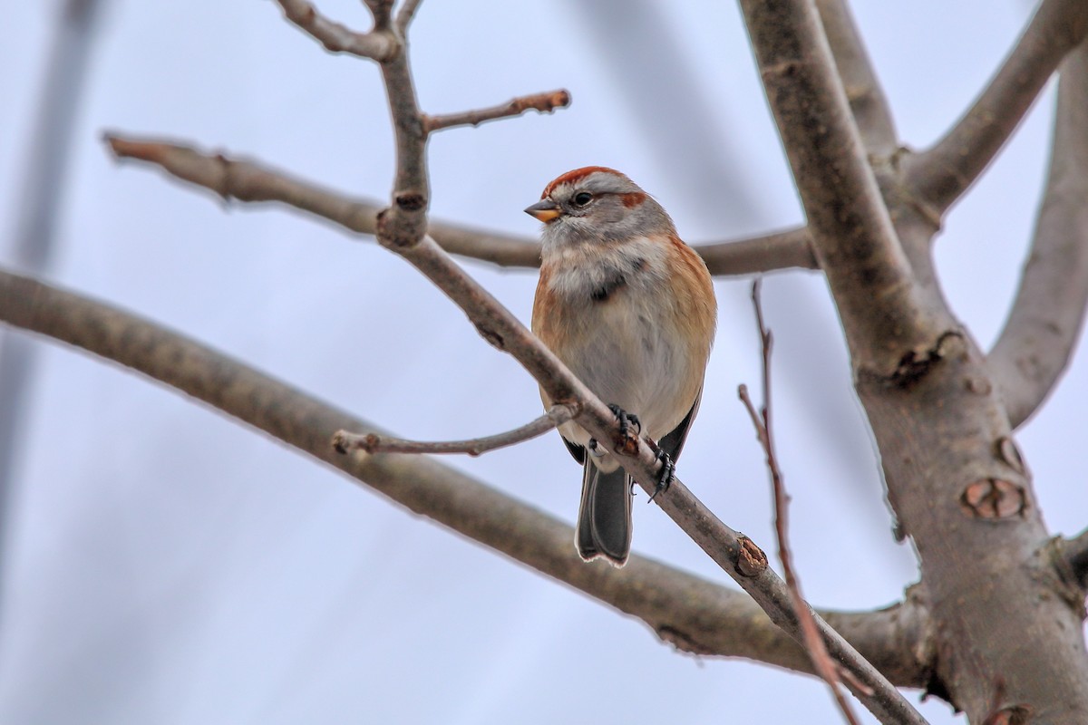 Воробьиная овсянка - ML646619259