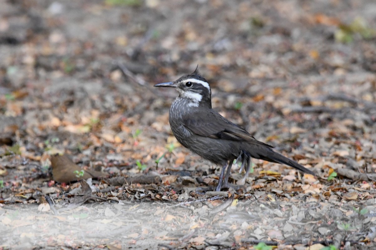 Dark-bellied Cinclodes - ML646619260