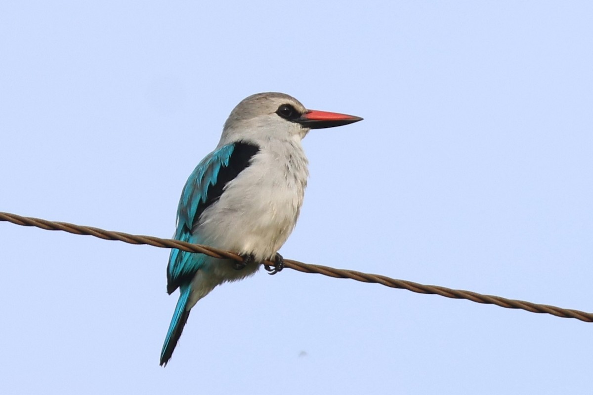 セネガルショウビン - ML646619261