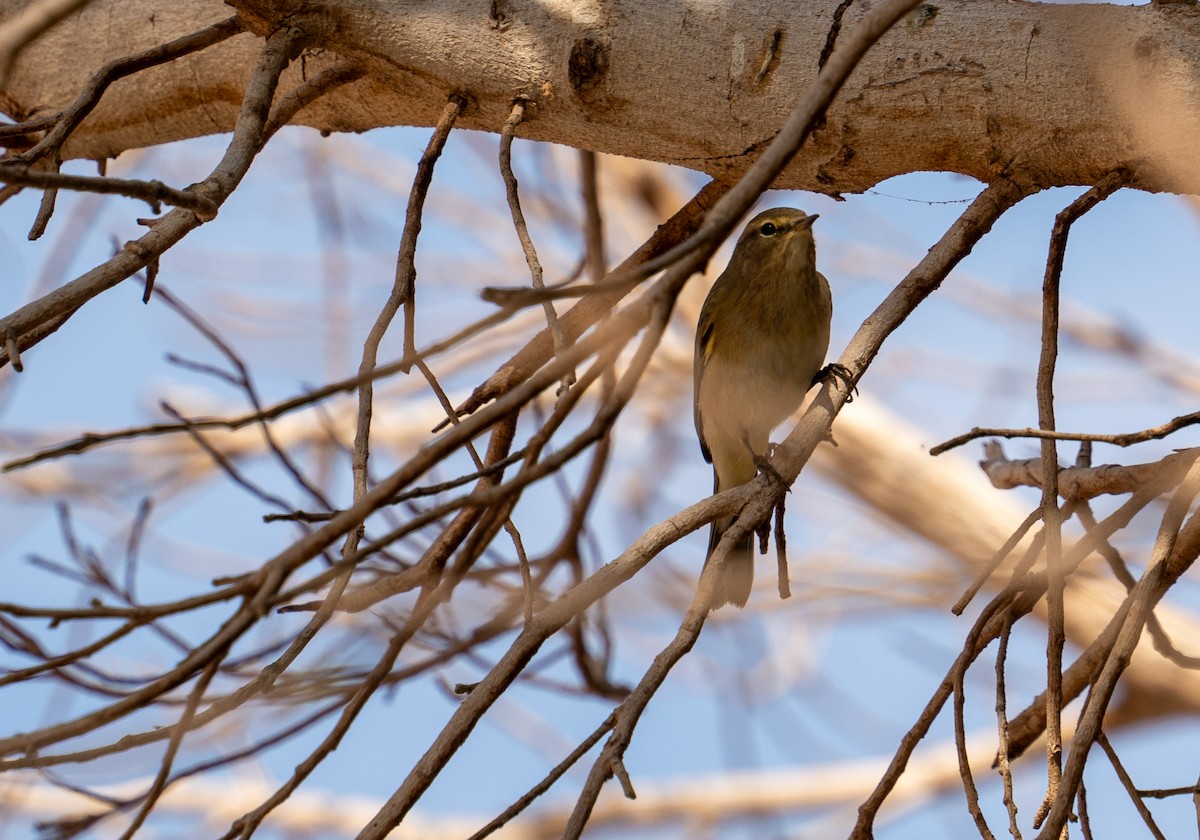 Урианхайн дууч шувуу - ML646619262