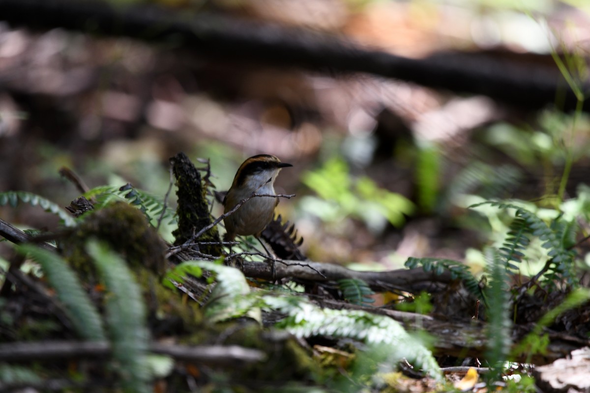 Thorn-tailed Rayadito - ML646619264