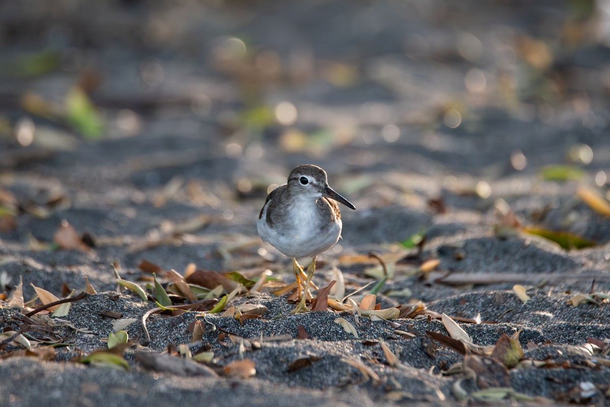 Benekli Düdükçün - ML646619265