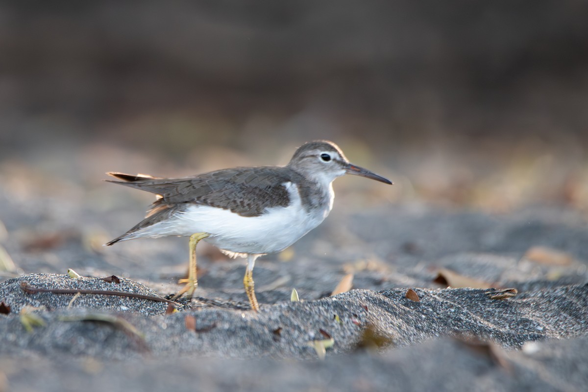 Benekli Düdükçün - ML646619266