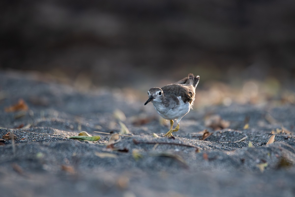 Benekli Düdükçün - ML646619267