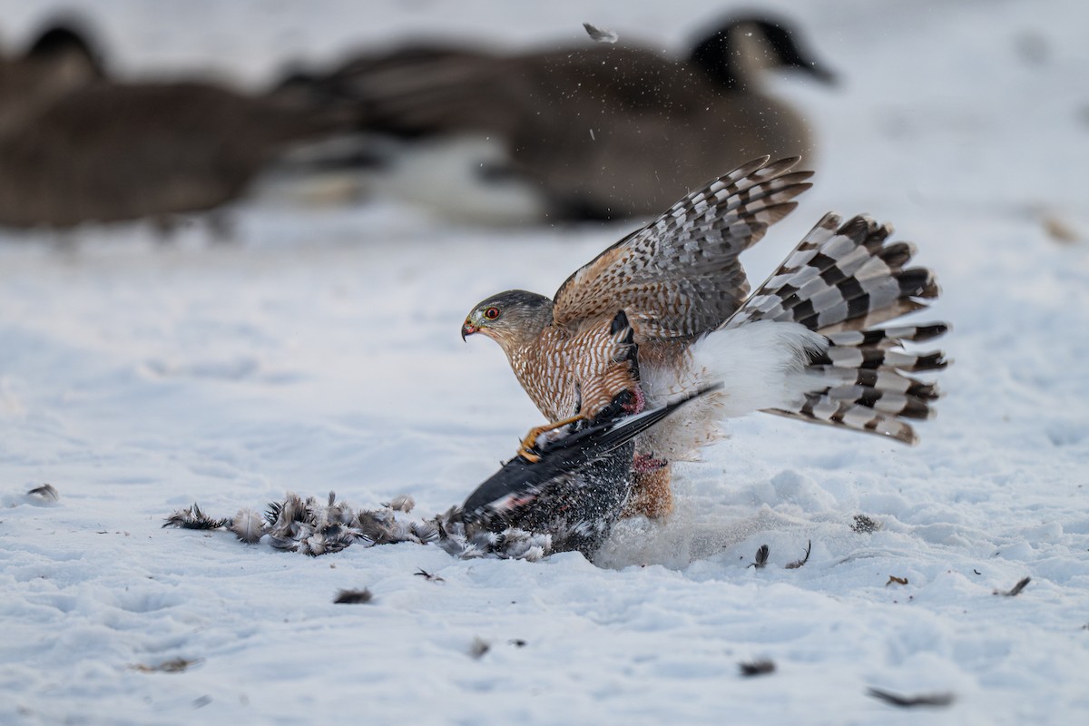 Cooper's Hawk - ML646619268