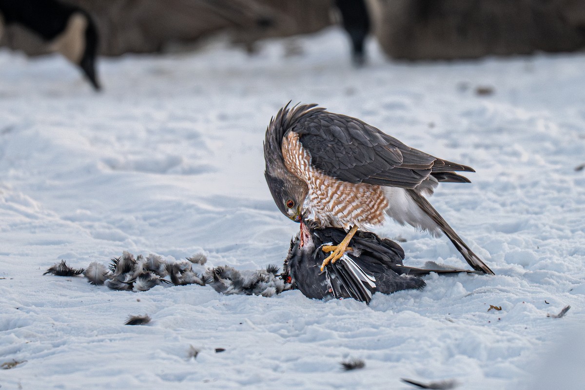 Cooper's Hawk - ML646619269