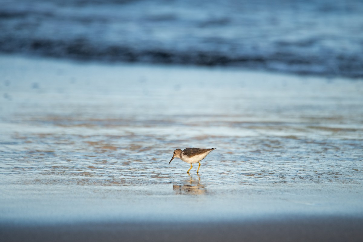 Benekli Düdükçün - ML646619270