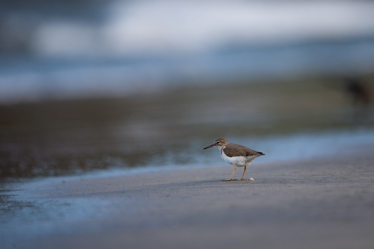 Benekli Düdükçün - ML646619271