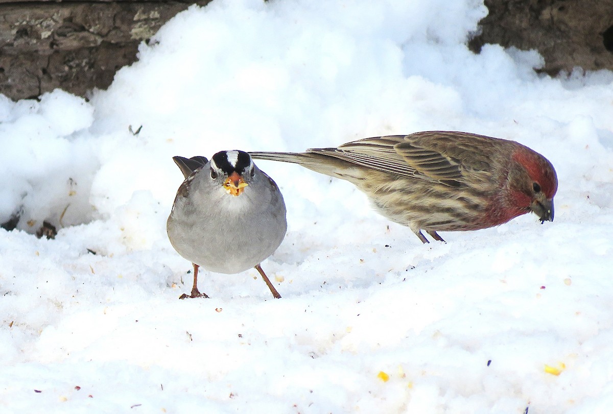 hvitkronespurv (gambelii) - ML646619273