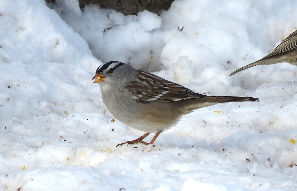 White-crowned Sparrow (Gambel's) - ML646619274
