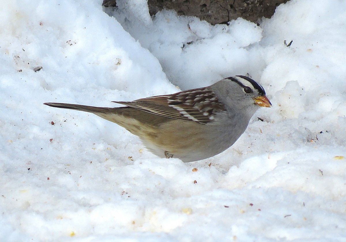 hvitkronespurv (gambelii) - ML646619275