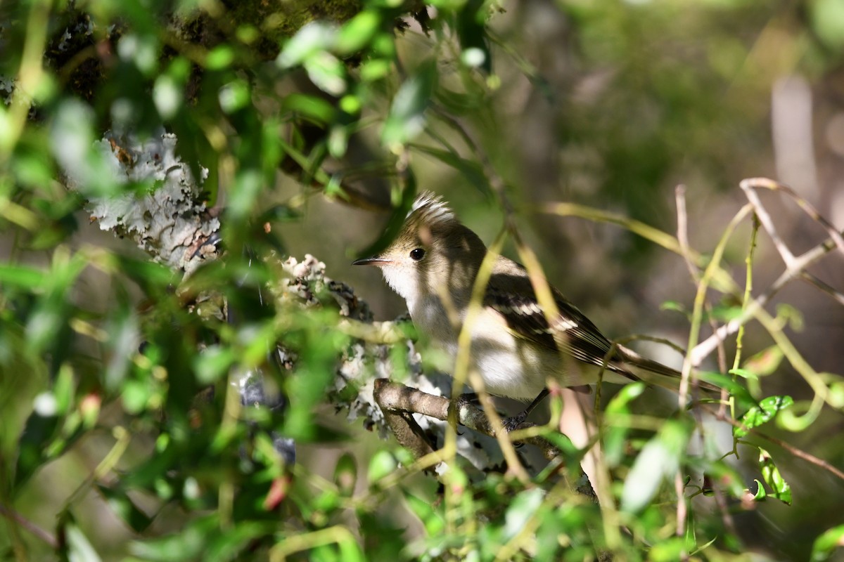 White-crested Elaenia - ML646619276