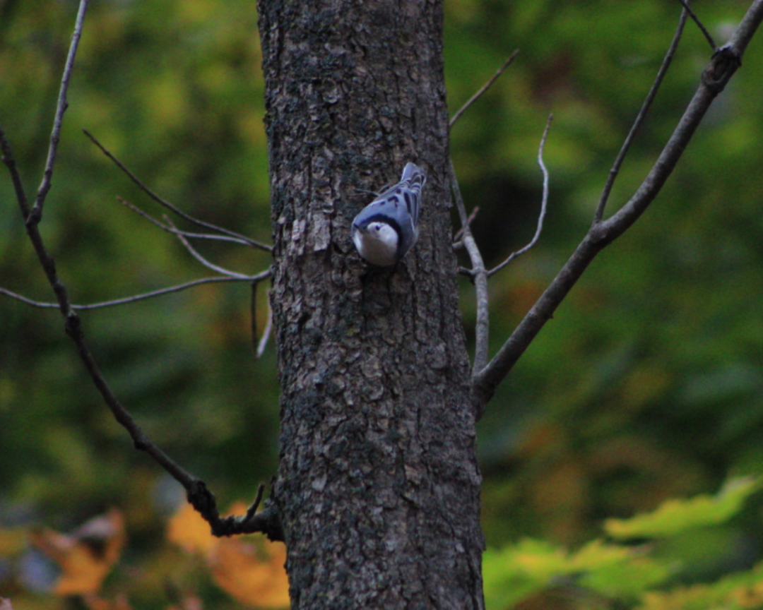 Weißbrustkleiber - ML646619277