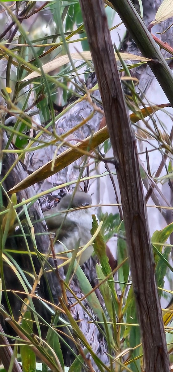 Бронзовая кукушка - ML646619278