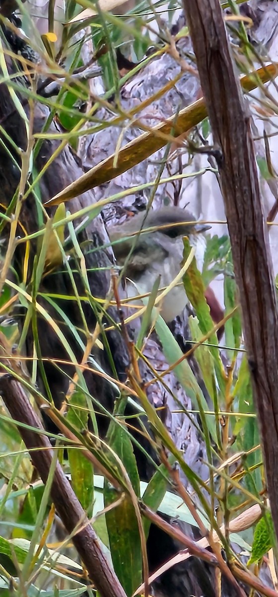 Бронзовая кукушка - ML646619279