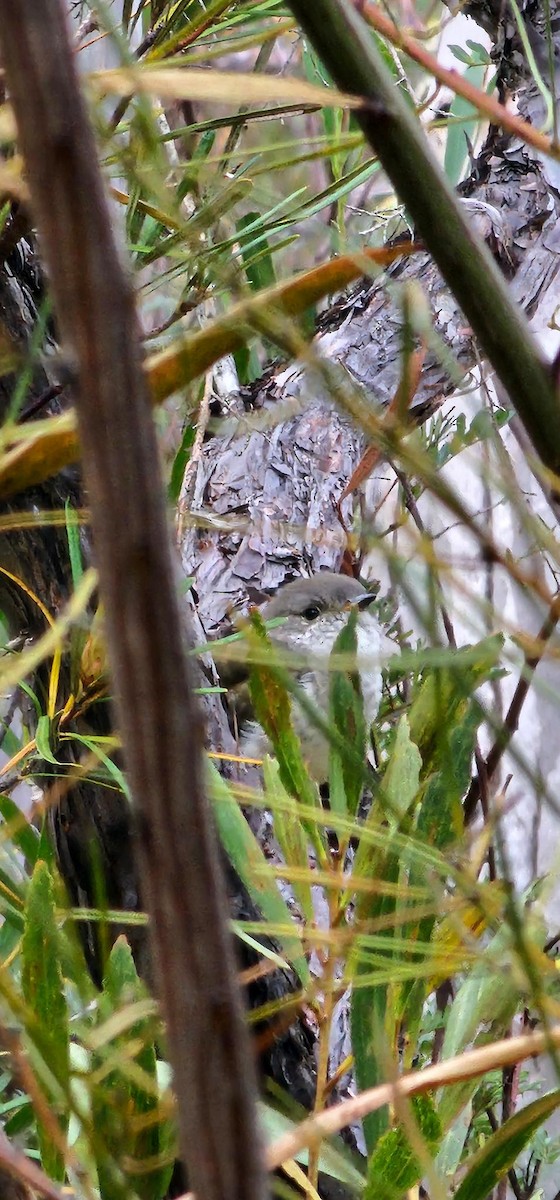 Бронзовая кукушка - ML646619280