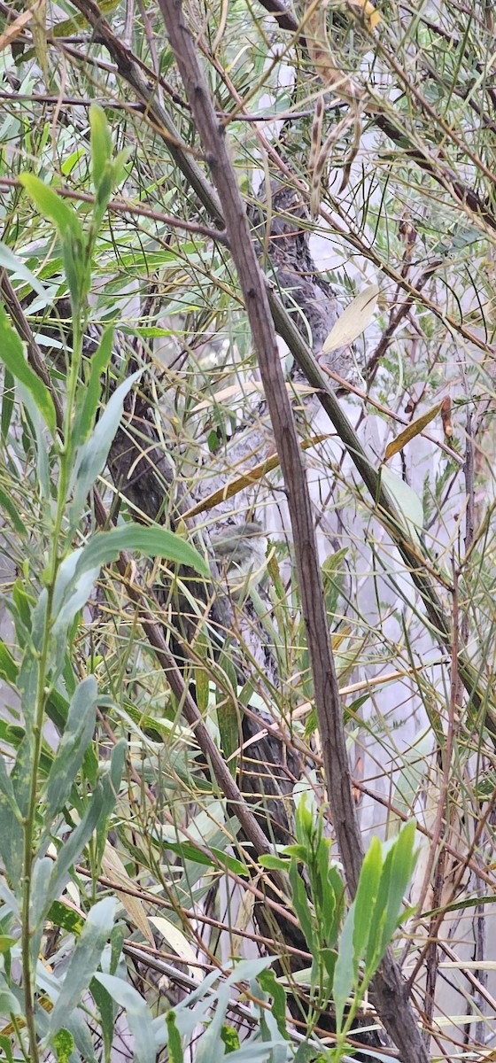 Бронзовая кукушка - ML646619281