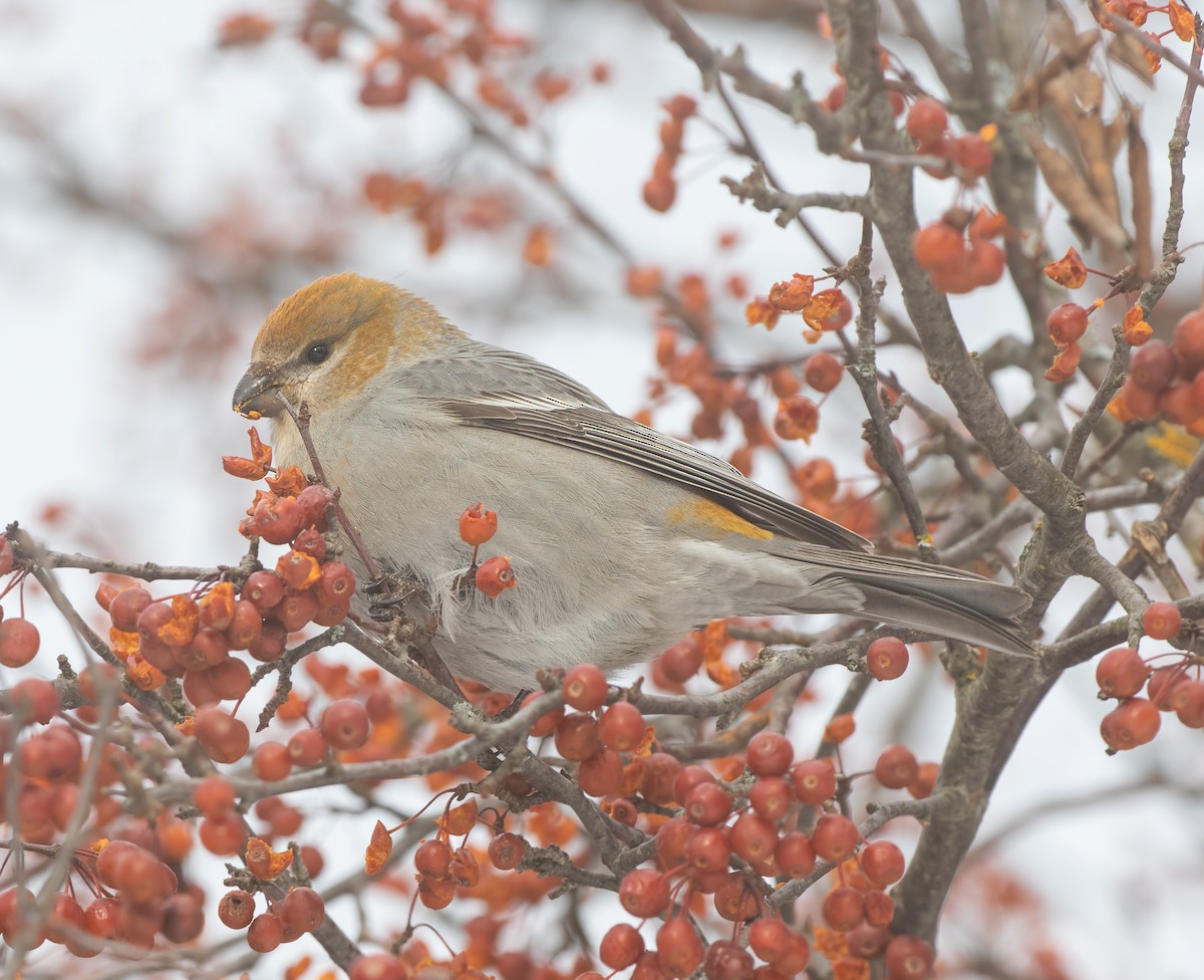 Tayga Çütresi - ML646619282
