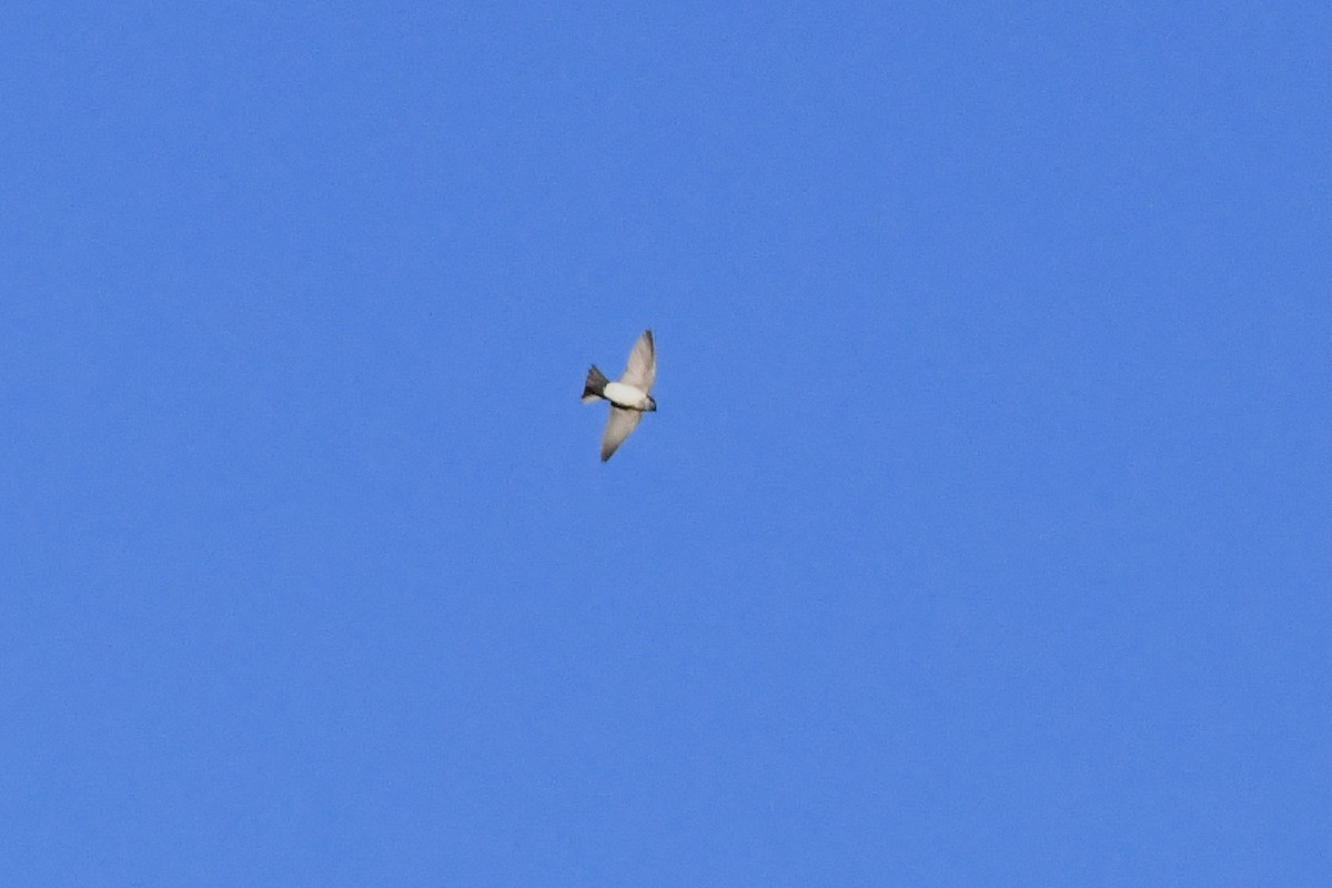 vlaštovka modrobílá - ML646619283