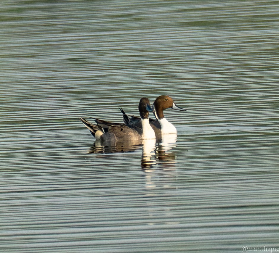 ברווז חד-זנב - ML646619284
