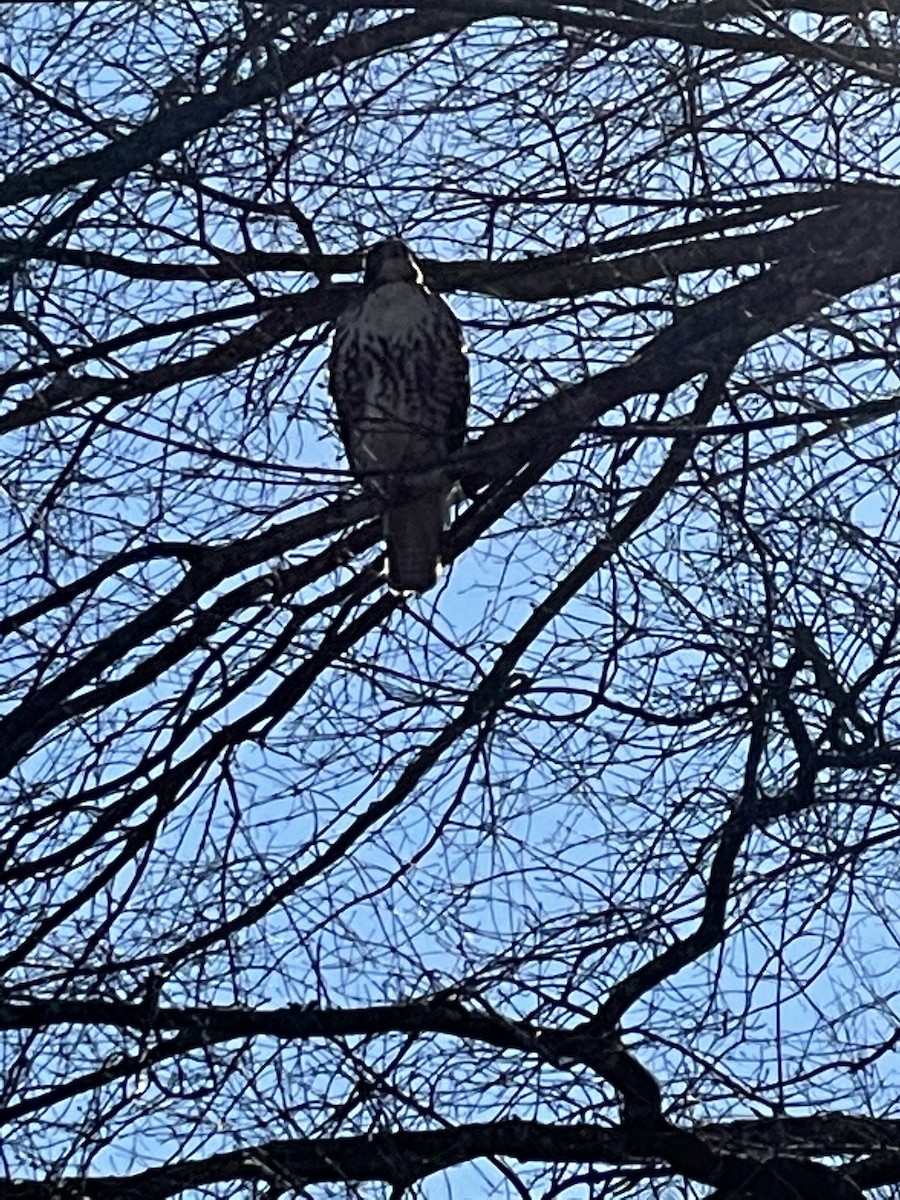 Rotschwanzbussard - ML646619285