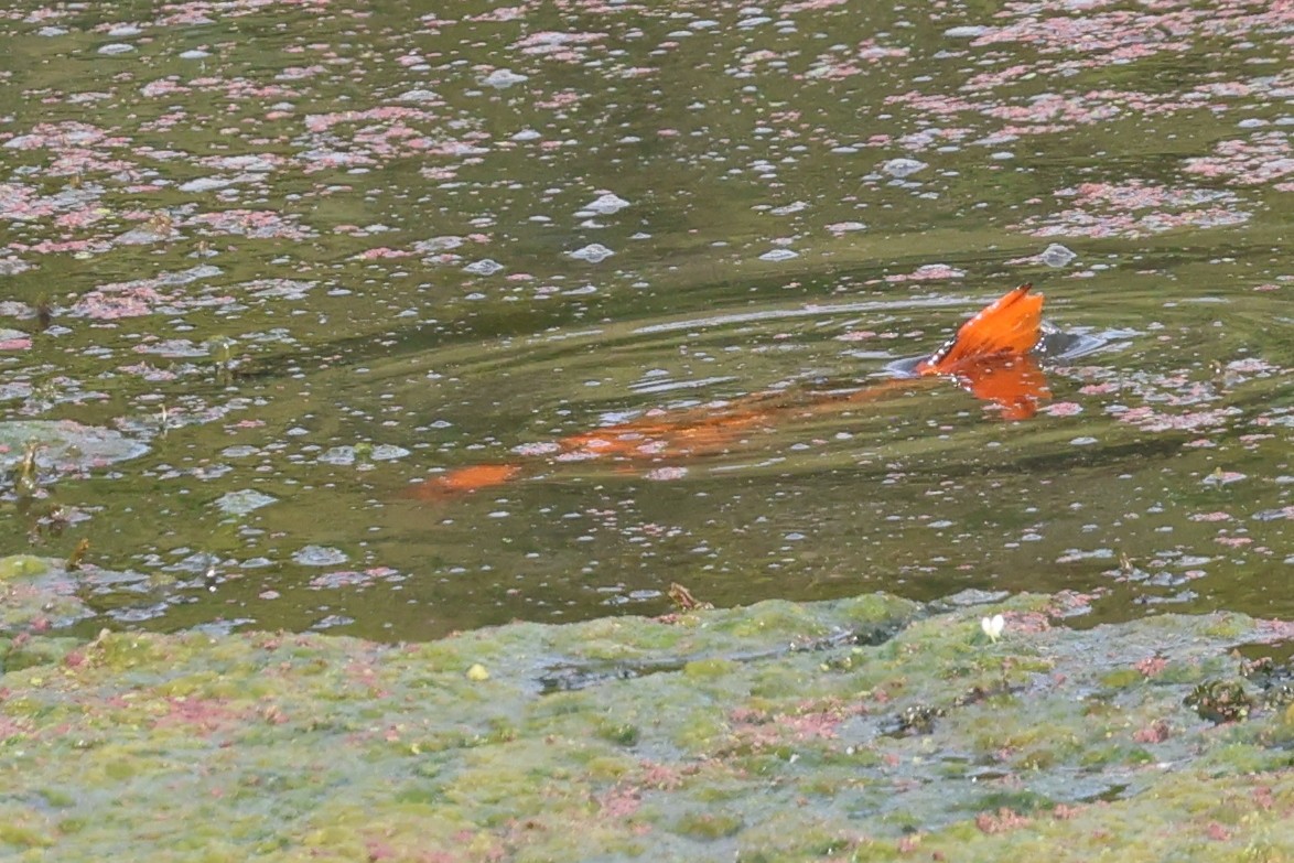 Animals - ML646619287