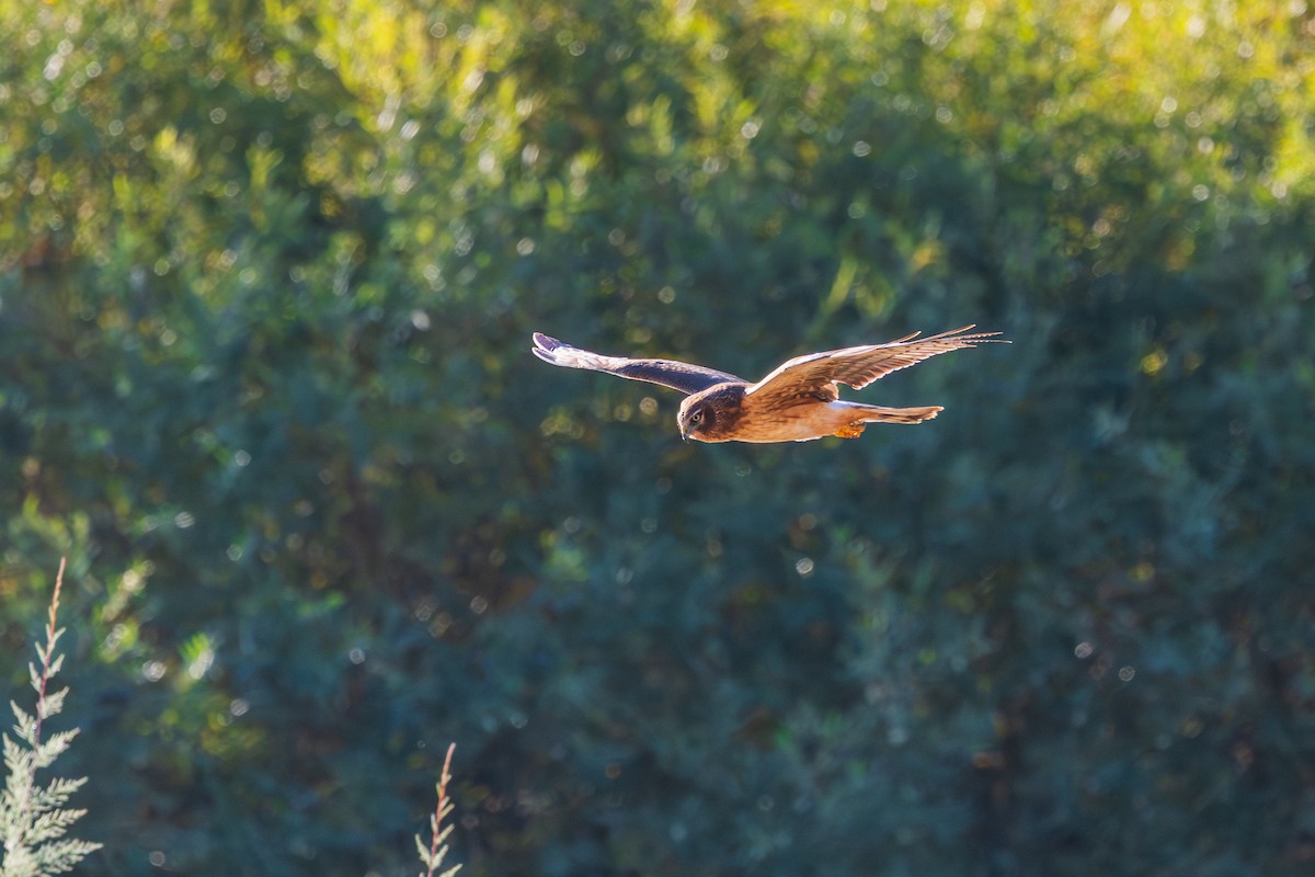 Northern Harrier - ML646619288