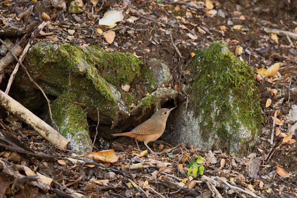 střízlík jižní - ML646619289