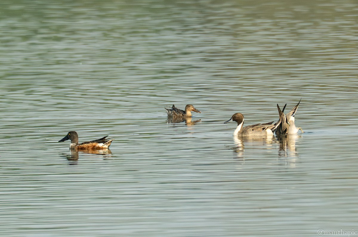 מרית צפונית - ML646619290