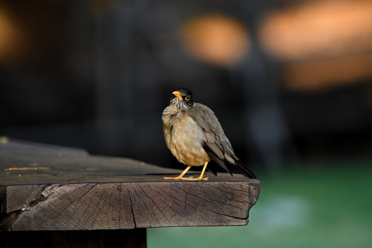 drozd falklandský - ML646619292