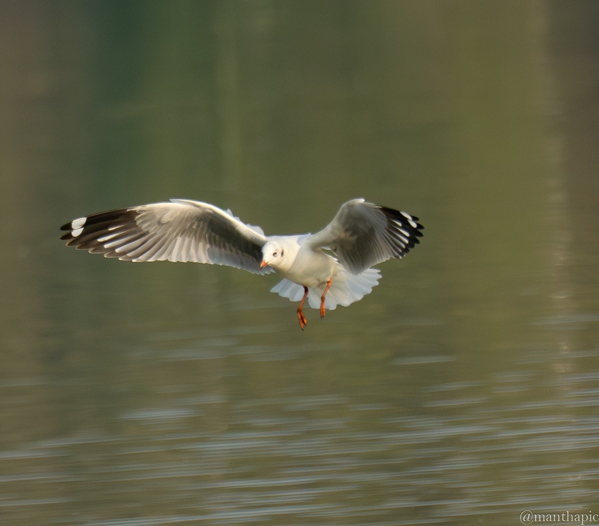 Brown-headed Gull - ML646619293